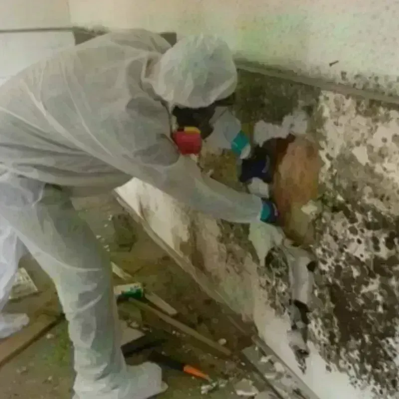 Mold Remediation and Removal in Turner County, GA